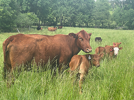 Cows in a pasture field.