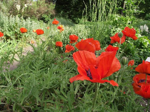 Oriental poppies