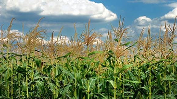 Corn field