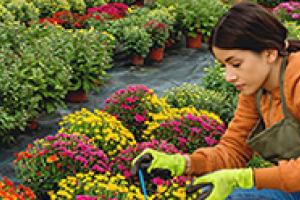 Woman working in flower nursery