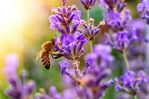 Pollinator/Native plant
