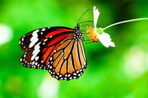 Monarch butterfly getting pollen from a daisy.